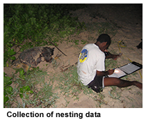 hawksbill turtle entering the sea