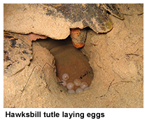 laying of eggs