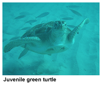 swimming with turtles