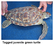 tagged green turtle