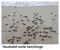 hawksbill hatchlings