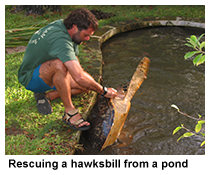 hawksbill in the pond