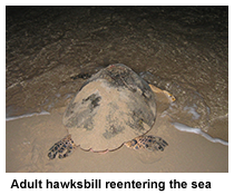 hawksbill entering the sea