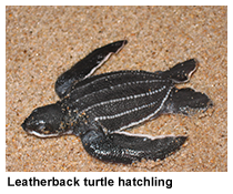 leatherback hatchling