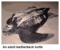 nesting leatherback