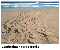 leatherback turtle tracks