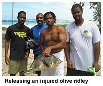 olive ridley release