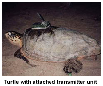 satellite tagged turtle