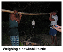 weighing a turtle